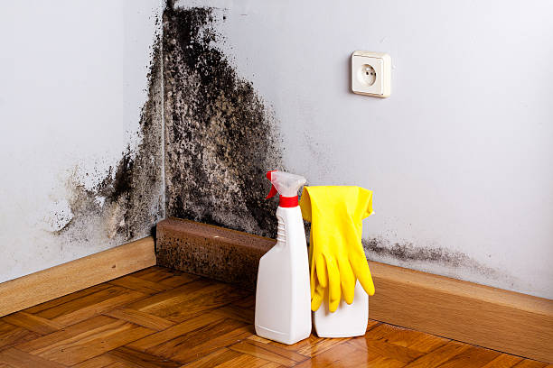 Why You Should Choose Our Mold Remediation Services in Dunnellon, FL